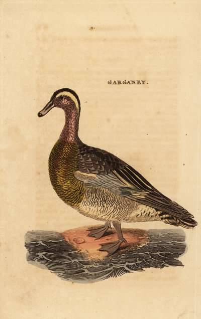 Zomertaling, Spatula querquedula, kleine grondeleend door Edward Donovan