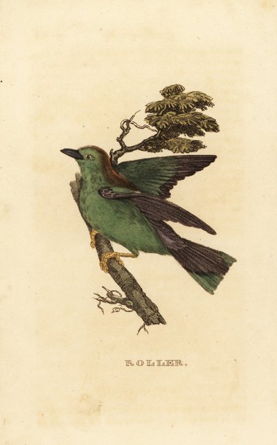 Scharrelaar of Europese scharrelaar, Coracias garrulus door Edward Donovan