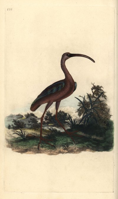 Glansibis, Plegadis falcinellus door Edward Donovan