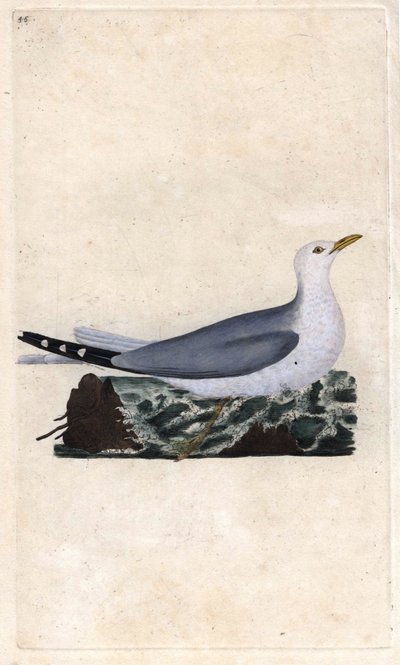 Stormmeeuw. Larus canus door Edward Donovan