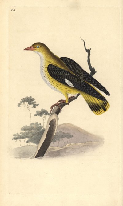 Wielewaal (vrouwtje), Oriolus oriolus door Edward Donovan