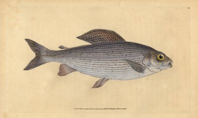 Vlagzalm, Thymallus thymallus (Salmo thymallus). Handgekleurde koperplaat getekend en gegraveerd door Edward Donovan uit zijn Natural History of British Fishes, Donovan en F.C. en J. Rivington, Londen door Edward Donovan