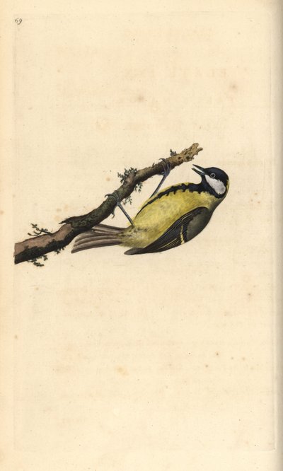 Koolmees, Parus major door Edward Donovan