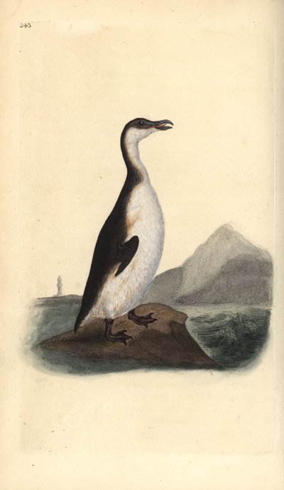 Grote alk, Pinguinus impennis, uitgestorven door eierverzamelaars in 1844 door Edward Donovan