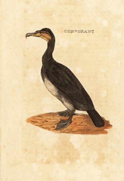 Aalscholver, Phalacrocorax carbo door Edward Donovan