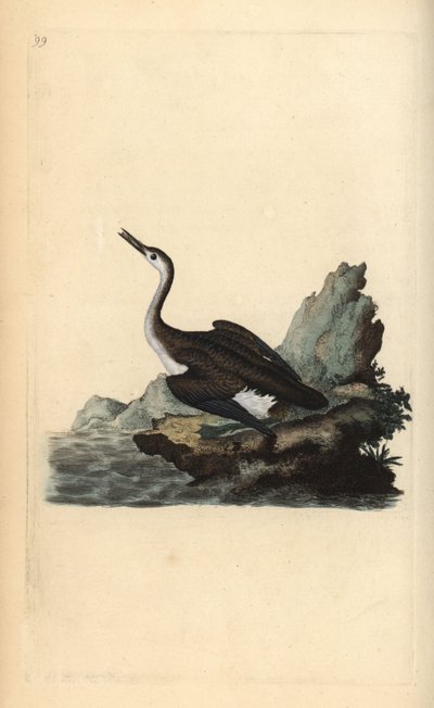 Grote noordse duiker, Gavia immer. Handgekleurde koperplaat getekend en gegraveerd door Edward Donovan uit zijn Natural History of British Birds, Londen door Edward Donovan