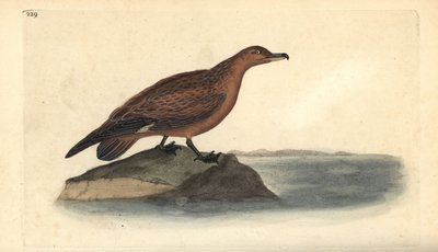 Grote jager, Stercorarius skua door Edward Donovan