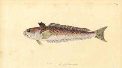 Grote pieterman, Trachinus draco (Grote pieterman of stekelbaars, Trachinus major) door Edward Donovan