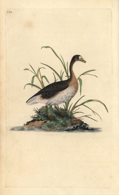 Kolgans, Anser albifrons. Handgekleurde kopergravure getekend en gegraveerd door Edward Donovan uit zijn Natural History of British Birds, Londen door Edward Donovan