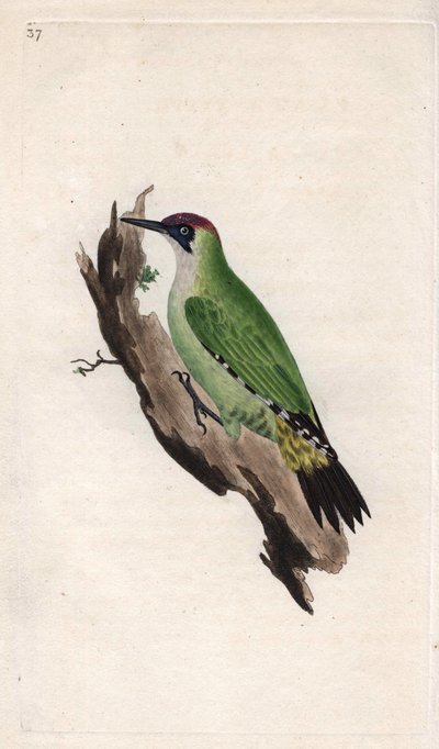 Groene specht. Picus viridis. Kopergravure door Edward Donovan (1768-1837), gepubliceerd in Histoire naturelle des oiseaux britanniques, Londen door Edward Donovan