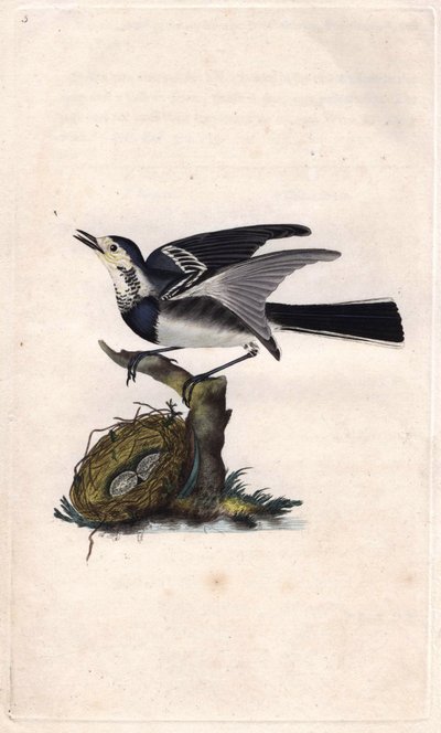 Grijze Bergeronnette. Motacilla alba. Kopergravure door Edward Donovan (1768-1837), gepubliceerd in Histoire naturelle des oiseaux britanniques, Londen door Edward Donovan