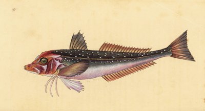 Grijze poon, Eutrigla gurnardus (Trigla gurnardus). Handgekleurde kopergravure getekend en gegraveerd door Edward Donovan uit zijn Natural History of British Fishes, Donovan en F.C. en J. Rivington, Londen door Edward Donovan