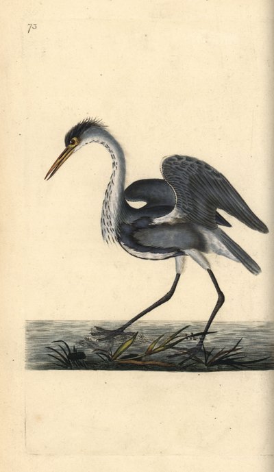 Blauwe reiger, Ardea cinerea. Handgekleurde koperplaat getekend en gegraveerd door Edward Donovan uit zijn eigen Natural History of British Birds, Londen door Edward Donovan