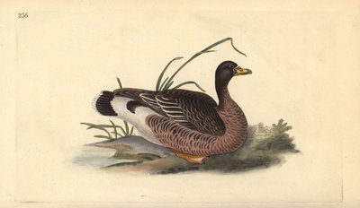 Grauwe gans, Anser anser. Handgekleurde koperplaat getekend en gegraveerd door Edward Donovan uit zijn eigen “Natural History of British Birds,” Londen door Edward Donovan