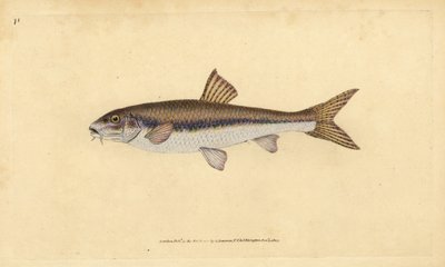 Grondel, Gobio gobio. Handgekleurde kopergravure getekend en gegraveerd door Edward Donovan uit zijn Natural History of British Fishes, Donovan en F.C. en J. Rivington, Londen door Edward Donovan