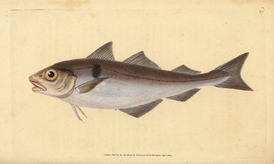 Schelvis, Melanogrammus aeglefinus (Gadus aeglefinus). Kwetsbaar. Handgekleurde koperplaat getekend en gegraveerd door Edward Donovan uit zijn Natural History of British Fishes, Donovan en F.C. en J. Rivington, Londen door Edward Donovan