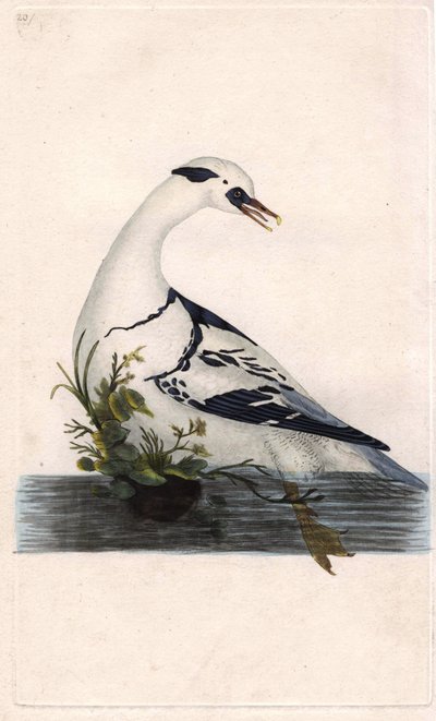 Nonnetje. Mergus albellus. Kopergravure door Edward Donovan (1768-1837), gepubliceerd in Histoire naturelle des oiseaux britanniques, Londen door Edward Donovan