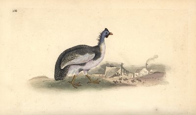 Helmperlhoen, Numida meleagris. Handgekleurde koperplaat getekend en gegraveerd door Edward Donovan uit zijn eigen Natural History of British Birds, Londen door Edward Donovan