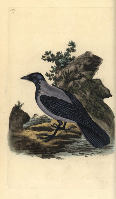 Bonte kraai, Corvus cornix door Edward Donovan
