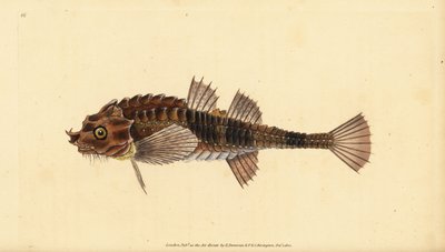 Haakneus, Agonus cataphractus (Pogge of gewapende stierkop, Cottus cataphractus). Handgekleurde kopergravure getekend en gegraveerd door Edward Donovan uit zijn Natural History of British Fishes, Donovan en F.C. en J. Rivington, Londen door Edward Donovan