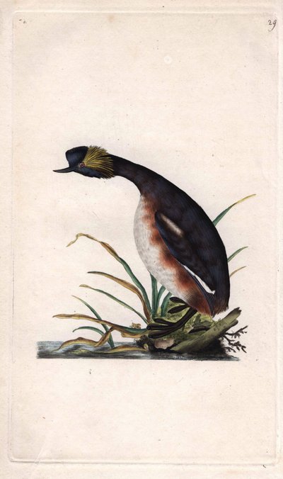 Gehoornde fuut of oorhoornfuut. Podiceps auritus (Colymbus auritus). Kopergravure door Edward Donovan (1768-1837), gepubliceerd in Histoire naturelle des oiseaux britanniques, Londen door Edward Donovan