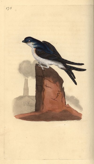 Huiszwaluw, Delichon urbicum, zittend op een schoorsteen. Handgekleurde kopergravure getekend en gegraveerd door Edward Donovan uit zijn eigen 