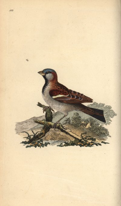 Huismus, Passer domesticus door Edward Donovan