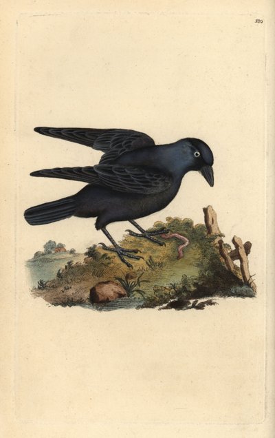 Kauw, Corvus monedula, met worm. Handgekleurde kopergravure uit 