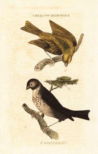 Japanse geelgors, Emberiza sulphurata, en grauwe gors, Emberiza calandra door Edward Donovan