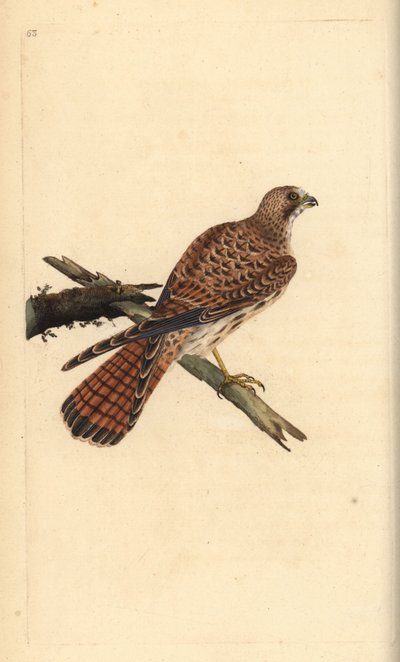 Torenvalk, Falco tinnunculus, vrouwtje door Edward Donovan