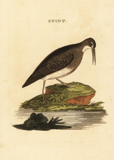 Kleine strandloper, Calidris minutilla door Edward Donovan