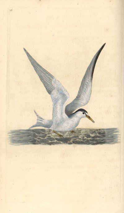 Dwergstern, Sternula albifrons. Handgekleurde koperplaat getekend en gegraveerd door Edward Donovan uit zijn eigen Natural History of British Birds, Londen door Edward Donovan