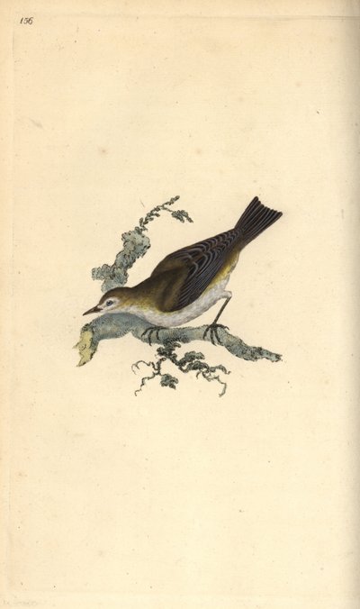 Kleine karekiet, Hippolais icterina door Edward Donovan