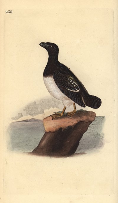Kleine alk (vrouwtje), Alle alle. Handgekleurde koperplaat getekend en gegraveerd door Edward Donovan uit zijn eigen Natural History of British Birds, Londen door Edward Donovan
