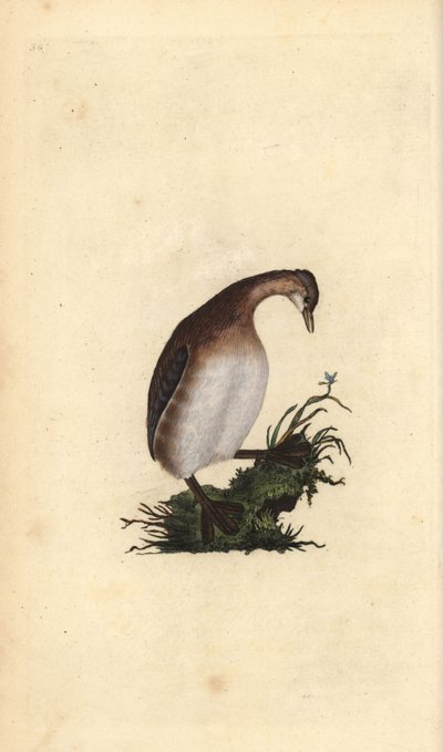 Dodaars, Tachybaptus ruficollis. Handgekleurde kopergravure getekend en gegraveerd door Edward Donovan uit zijn Natural History of British Birds, Londen door Edward Donovan