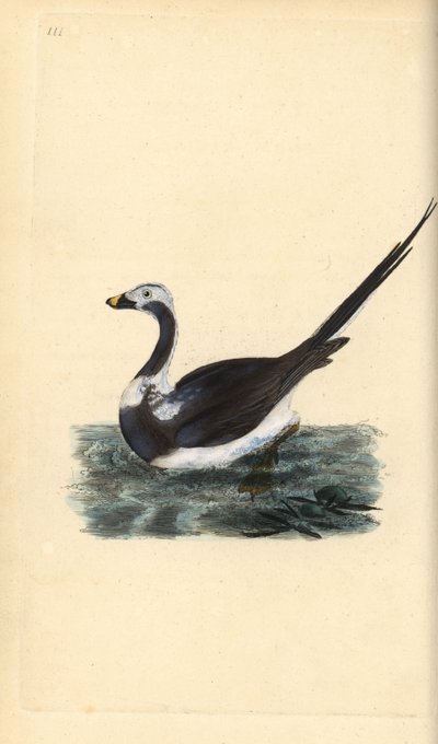 IJseend, Clangula hyemalis. Kwetsbaar door Edward Donovan