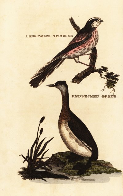 Staartmees of staartmees, Aegithalos caudatus, en roodhalsfuut, Podiceps grisegena door Edward Donovan