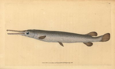 Langneus snoek, Lepisosteus osseus door Edward Donovan