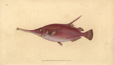 Langsnuit snipvis, Macroramphosus scolopax (Snip- of trompetvis, Centriscus scolopax). Handgekleurde koperplaat getekend en gegraveerd door Edward Donovan uit zijn Natural History of British Fishes, Donovan en F.C. en J. Rivington, Londen door Edward Donovan