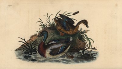 Wilde eenden, Anas platyrhynchos, mannetje en vrouwtje. Handgekleurde kopergravure uit 