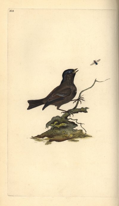 Glanskop, Poecile palustris. Handgekleurde kopergravure getekend en gegraveerd door Edward Donovan uit zijn Natural History of British Birds, Londen door Edward Donovan