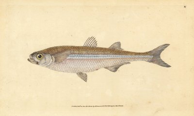 Middellandse Zee zandgrondel of Europese atherine, Atherina hepsetus. Handgekleurde kopergravure getekend en gegraveerd door Edward Donovan uit zijn Natural History of British Fishes, Donovan en F.C. en J. Rivington, Londen door Edward Donovan