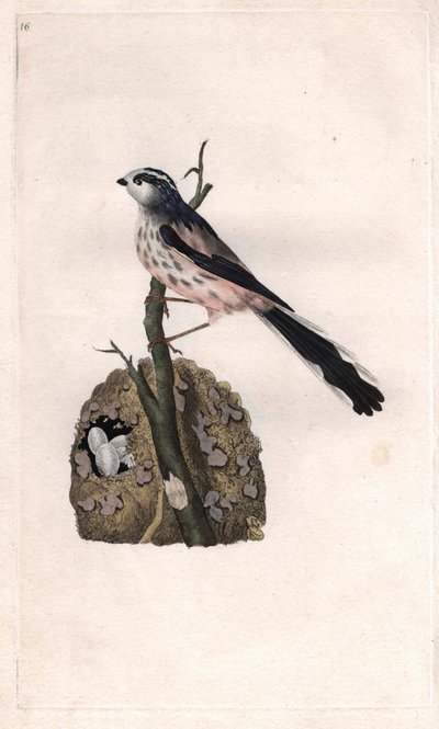 Staartmees. Aegithalos caudatus. Kopergravure door Edward Donovan (1768-1837), gepubliceerd in Histoire naturelle des oiseaux britanniques, Londen door Edward Donovan