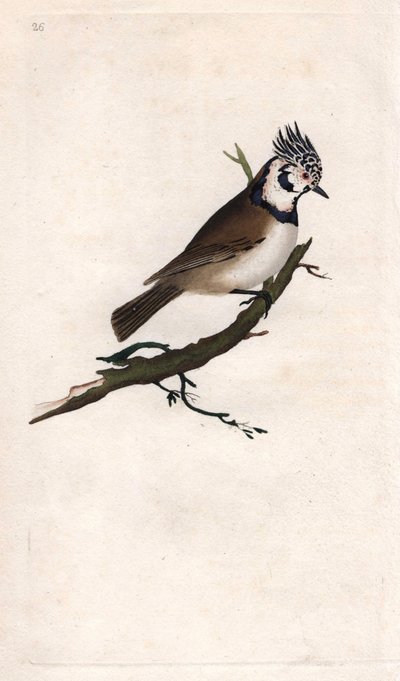 Kuifmees. Lopophanes cristatus cristatus (Parus cristatus). Kopergravure door Edward Donovan, gepubliceerd in Histoire naturelle des oiseaux britanniques, Londen door Edward Donovan