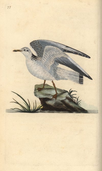 Mew of wintermeeuw, Larus canus door Edward Donovan