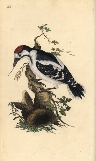 Middelste bonte specht, Dendrocopos medius. Handgekleurde kopergravure getekend en gegraveerd door Edward Donovan uit zijn eigen 