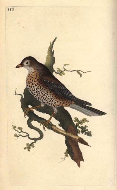 Grote lijster, Turdus viscivorus door Edward Donovan