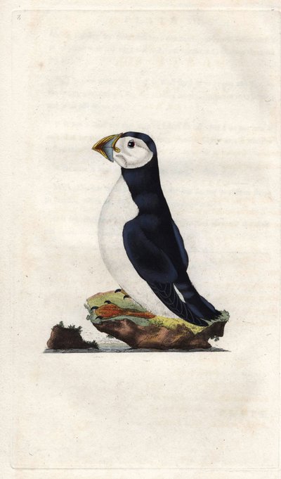 Monnikspuffin. Fratercula arctica (Alca arctica). Kopergravure door Edward Donovan (1768-1837), gepubliceerd in Histoire naturelle des oiseaux britanniques, Londen door Edward Donovan