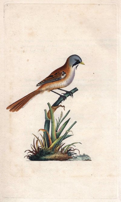 Baardman (passeriforme). Panurus biarmicus (Parus biarmicus). Kopergravure door Edward Donovan (1768-1837), gepubliceerd in Histoire naturelle des oiseaux britanniques, Londen door Edward Donovan