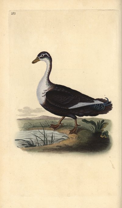 Muskuseend (variant), Cairina moschata. Handgekleurde koperplaat getekend en gegraveerd door Edward Donovan uit zijn Natural History of British Birds, Londen door Edward Donovan